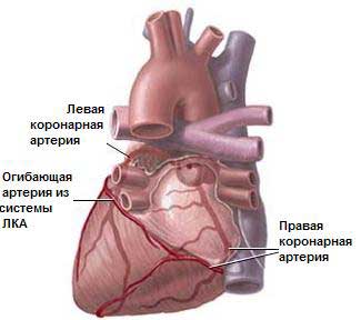 Анатомия сосудов сердца-1