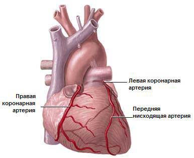 Анатомия сосудов сердца-2